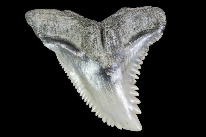 Beautiful, Fossil Hemipristis Tooth - Georgia #74799
